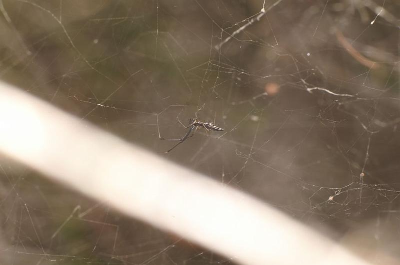 Cyrtophora_ZZXYX_D7918_Z_87_North Stradbroke island_Australie.jpg